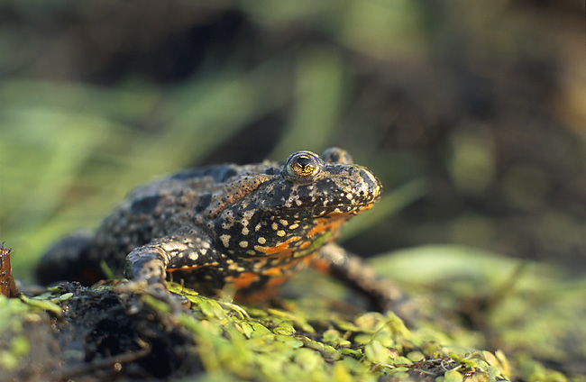 a toad. by Marek Szczepanek, CC-BY-SA 3.0